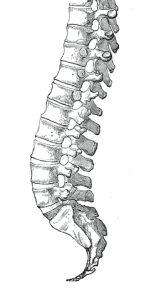 Spine and discs